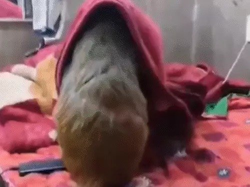 बंदरिया रानी